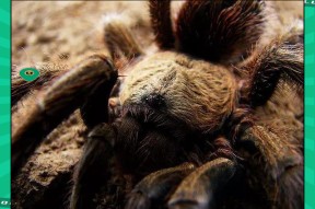 AYX- 世界足球莱万多夫斯基 